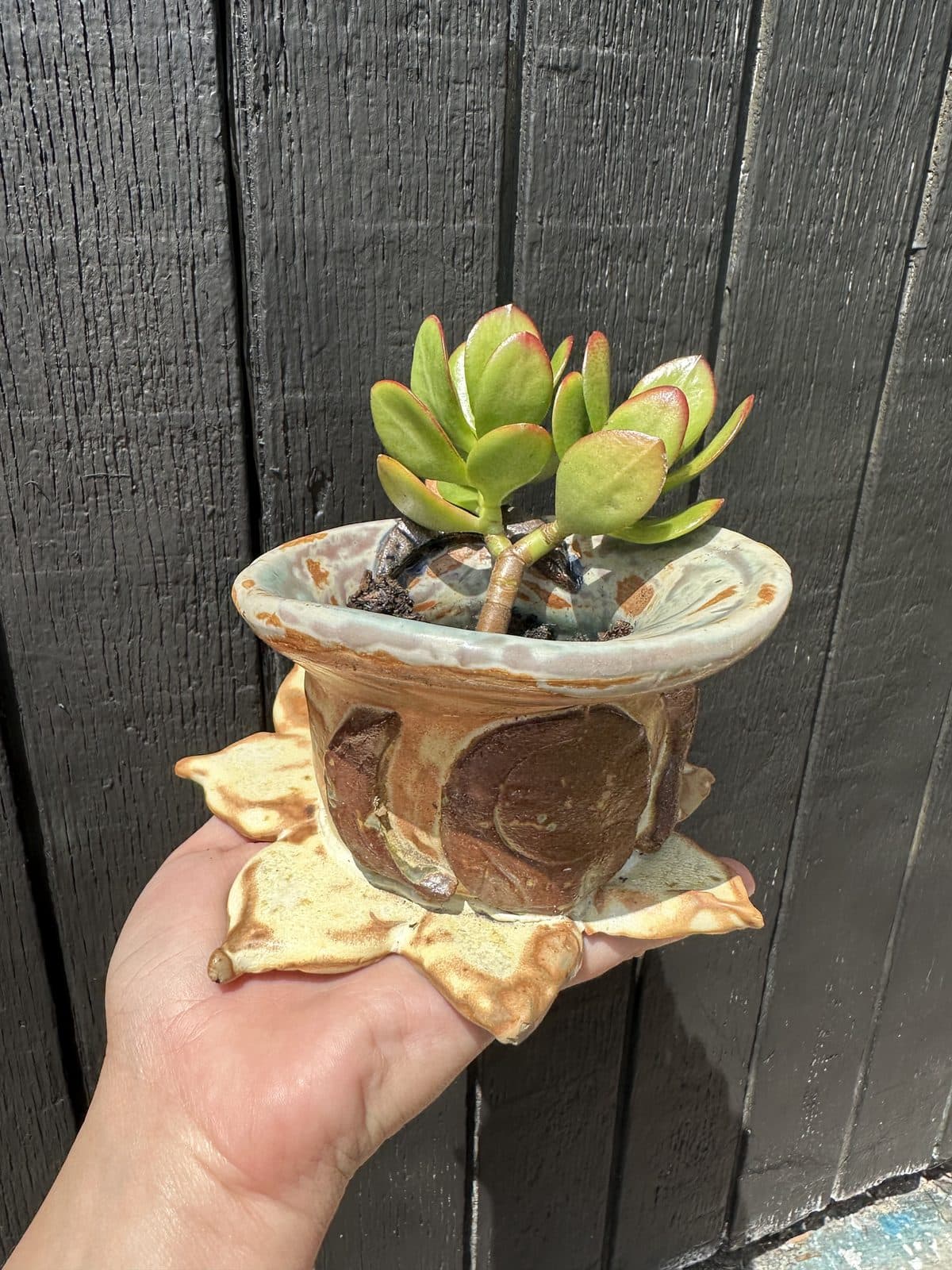 A hand holding a ceramic planter with a dripping gold base and earthy brown glaze, planted with a jade succulent